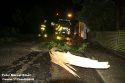 Bomen waaien om door harde wind